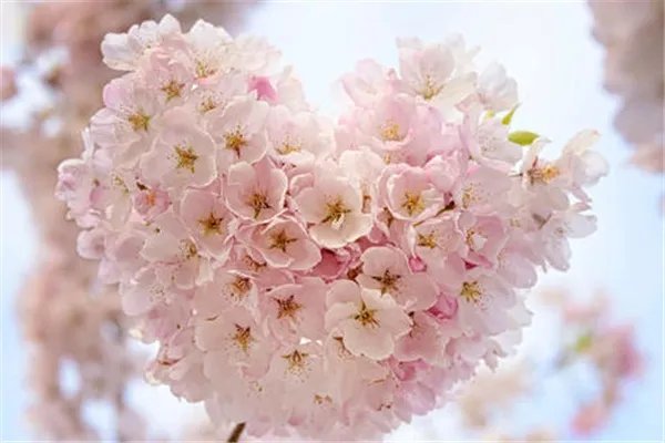 五一全国赏花地图 五一去哪赏花好