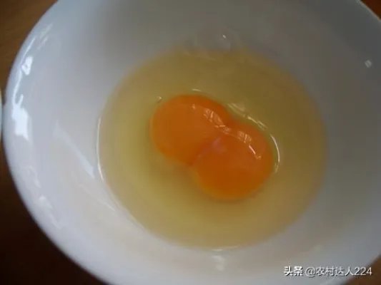 鸡为什么会下双黄蛋？