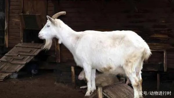 巨蟒的天敌是什么，为什么？