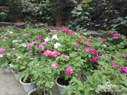 游玩菏泽牡丹园攻略（近期）