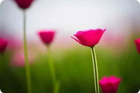 如梦什么意思？如何解释？