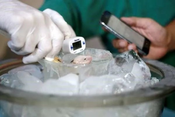 为什么很多科学研究的实验生物都是小白鼠？