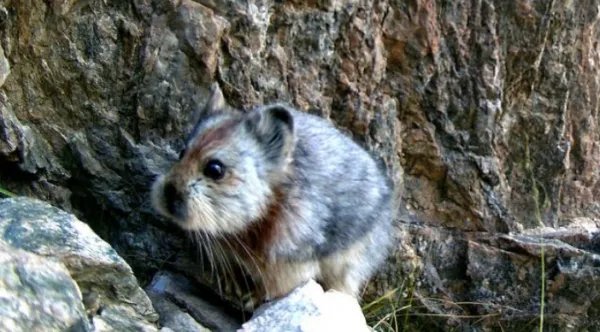 世界濒危物种伊犁鼠兔现身天山，环境如何影响动物生存？