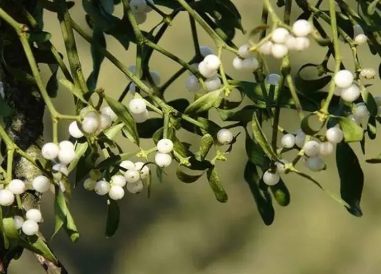 槲寄生的功效与作用