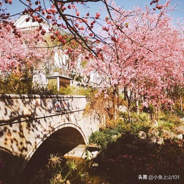 大理大学的樱花真的很多吗？好看吗？