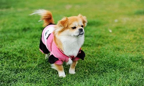 女子花2千为去世爱犬办告别仪式，感情能否用金钱衡量？