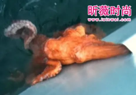 渔民将章鱼放在船上 下幕难以相信（组图）