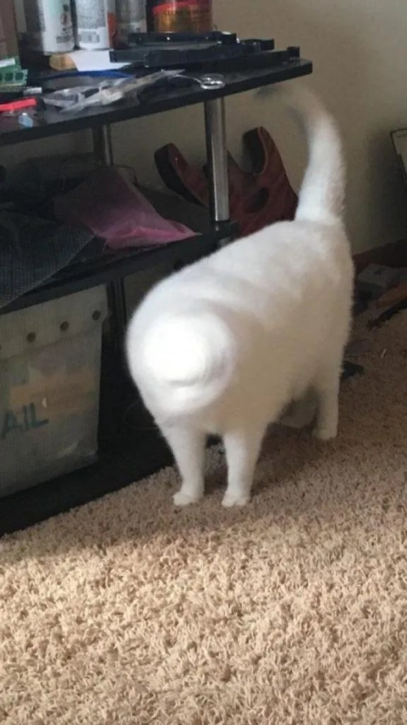 H罩杯少女内衣若隐若现!哥斯拉很心动?神奇的巧合照片