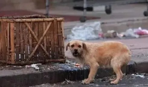 缺德！贵阳男子把中秋物资喂狗被抓走，这名男子为何如此行为？