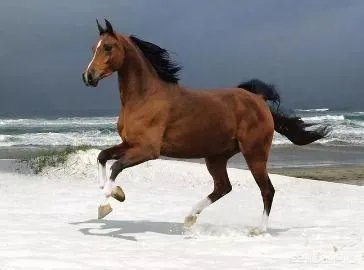 北宋骑兵弱，打不赢辽、金，那为什么不发展骑兵呢？