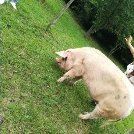 山西洪灾幸存的猪坚强被扑杀，事情的始末究竟是怎样的？