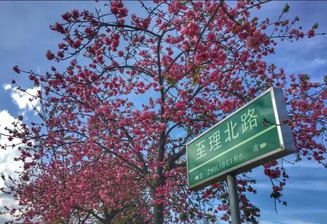 大理大学的樱花真的很多吗？好看吗？