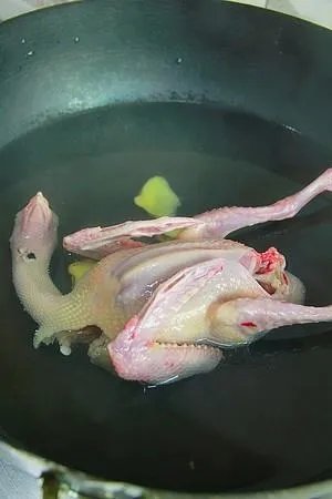 中鸽好还是老鸽好