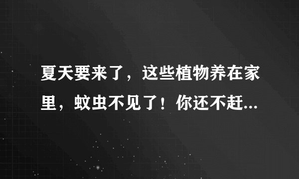 夏天要来了，这些植物养在家里，蚊虫不见了！你还不赶紧养一盆？