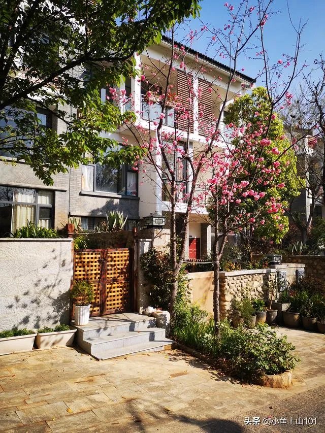 大理大学的樱花真的很多吗？好看吗？