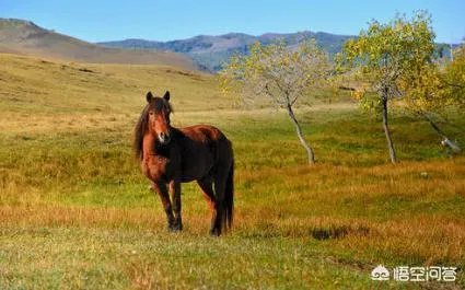 北宋骑兵弱，打不赢辽、金，那为什么不发展骑兵呢？