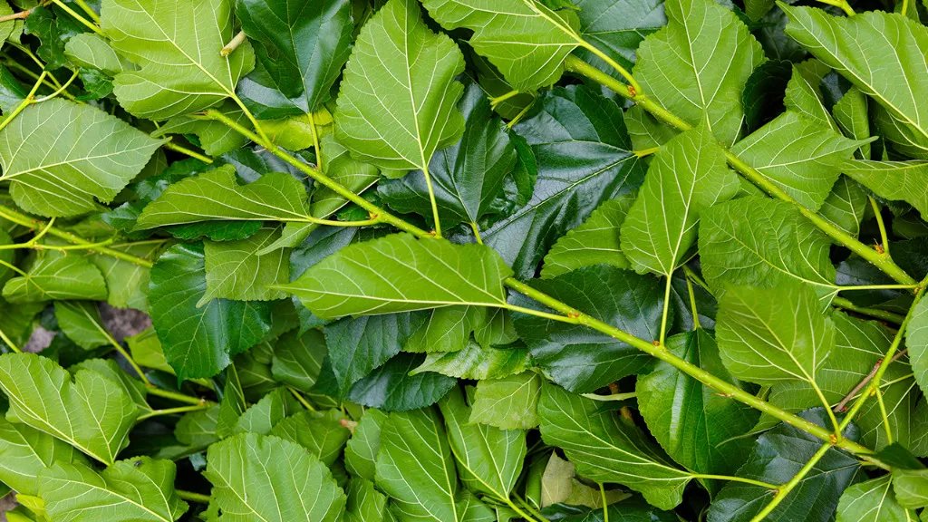 桑叶的功效与作用