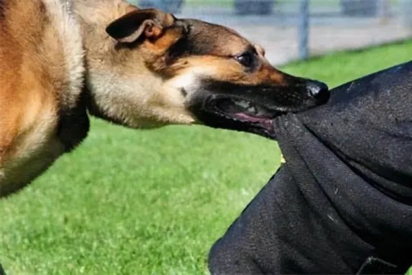 安阳“狗咬人”事件，王新刚一直不道歉底气何来？