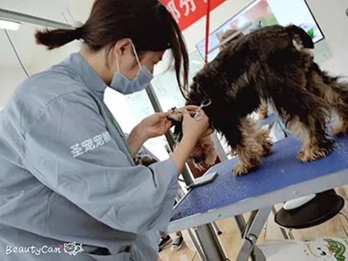 宠物美容师培训班多少钱？