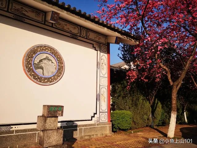 大理大学的樱花真的很多吗？好看吗？