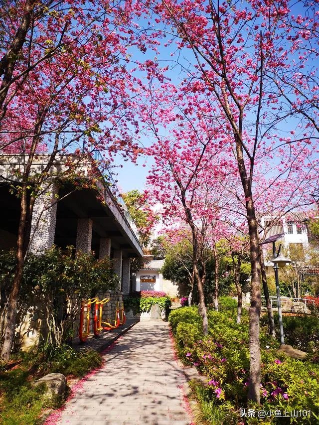 大理大学的樱花真的很多吗？好看吗？