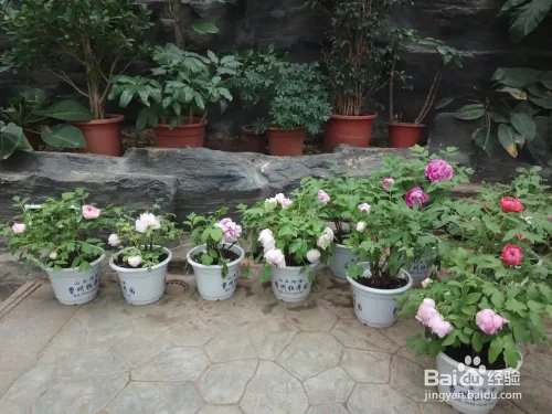 游玩菏泽牡丹园攻略（近期）