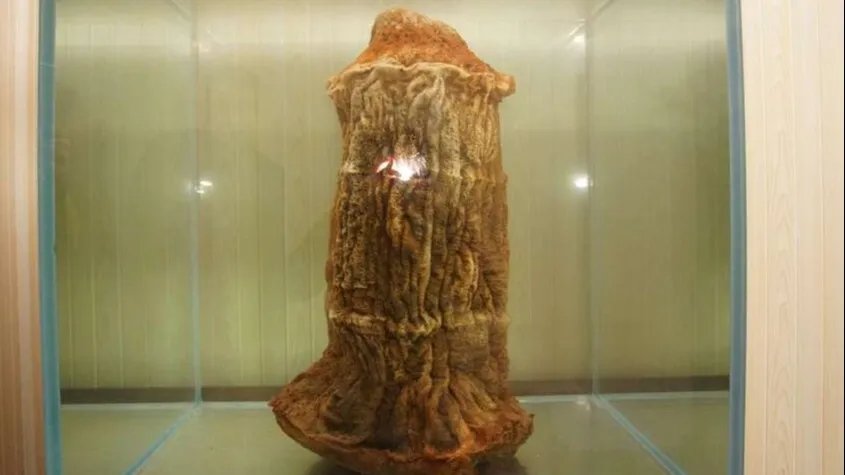 什么是太岁？太岁为什么能价值百万？