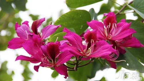 紫荆花图片欣赏