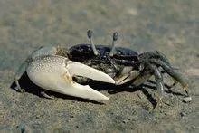 涨潮蟹是什么？