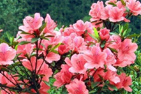 五一全国赏花地图 五一去哪赏花好