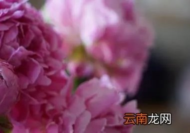 芍药花的养殖方法和注意事项