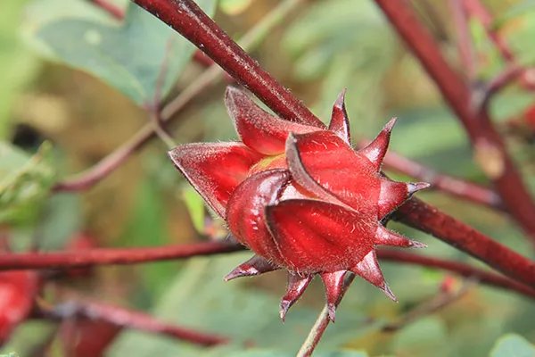 玫瑰茄的功效与作用