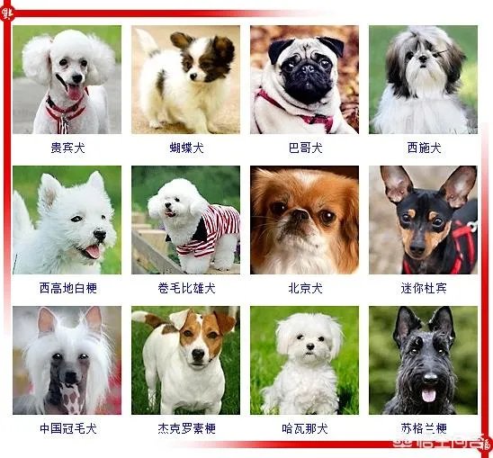 现存的狗狗有450多种，常见的有哪些呢？
