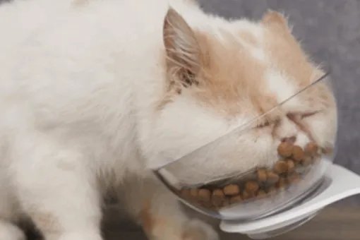 最好的猫粮是什么牌子？