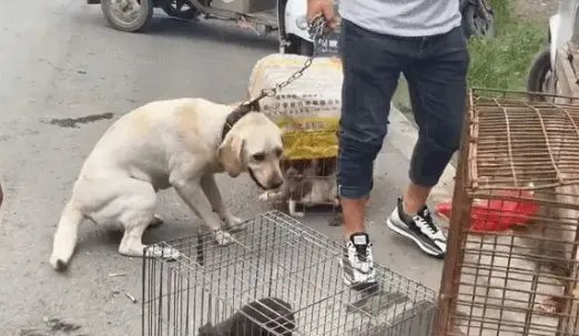 缺德！贵阳男子把中秋物资喂狗被抓走，这名男子为何如此行为？