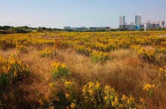 武汉全面围剿“加拿大一枝黄花”，它为什么这么难控制？