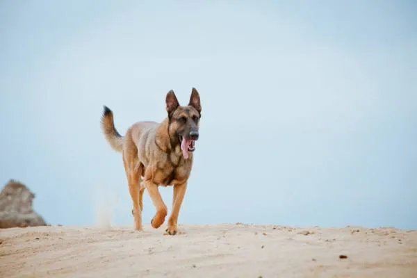 神狗奇兵上的幽灵犬是什么犬？