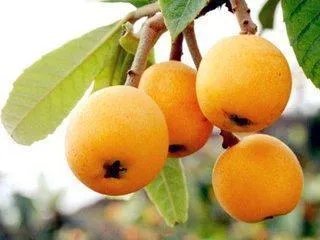 吃枇杷的好处和坏处