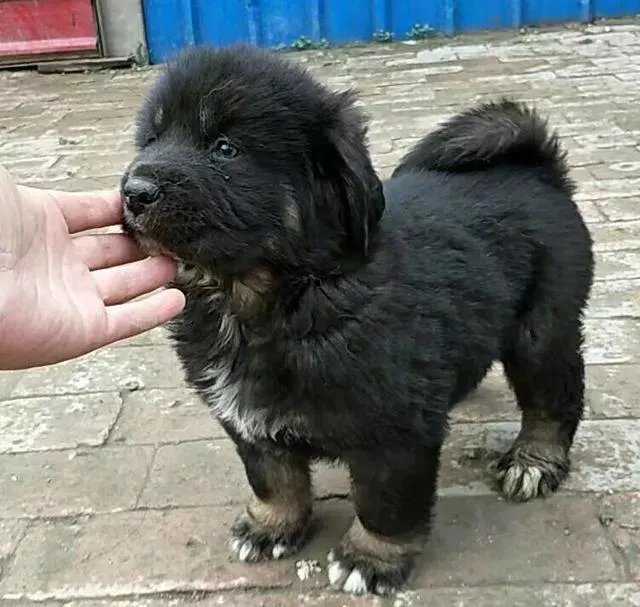 一獒战三虎，藏獒真的敢和森林之王老虎打架吗？