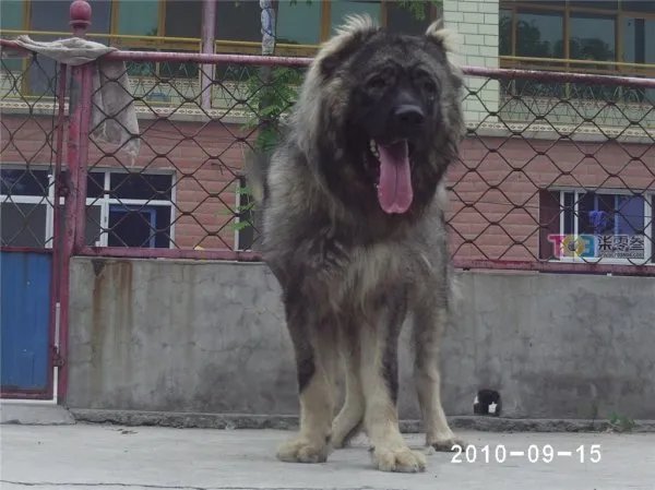 巨型高加索犬图片