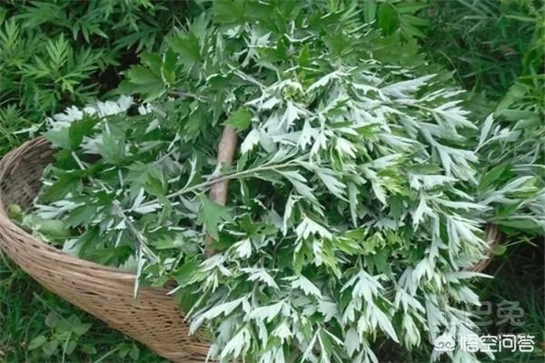 野生艾叶图片