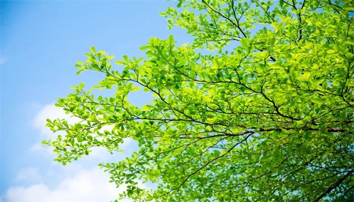 三伏天是什么时候