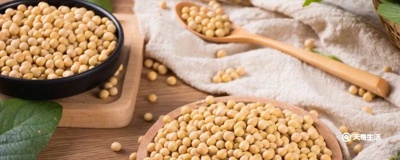 黄豆的生长过程