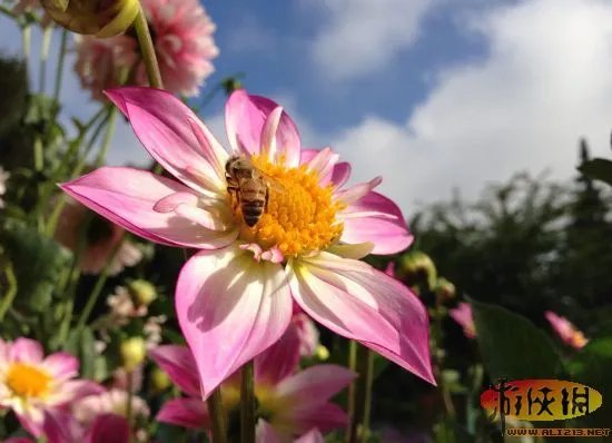 谁更靓丽？对比iPhone4S！iPhone5官方曝样张