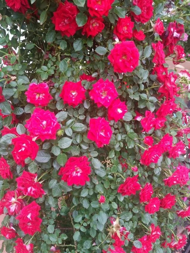 花卉批发一般去哪里呢？