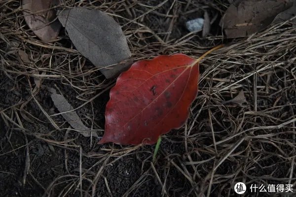 美能达镜头推荐