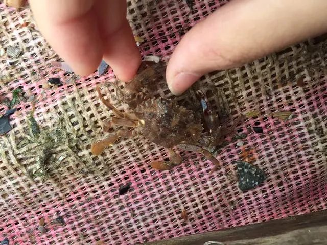 葫芦岛的东戴河和北戴河有啥关系吗？