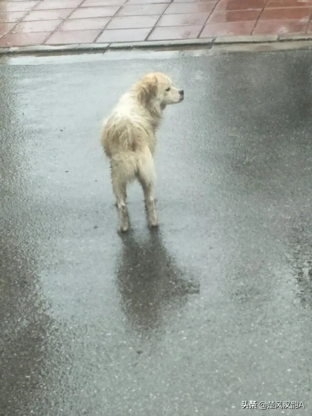 有女人说狗是她的伴侣，狗比人忠诚，比养熊孩子好，你怎么看？