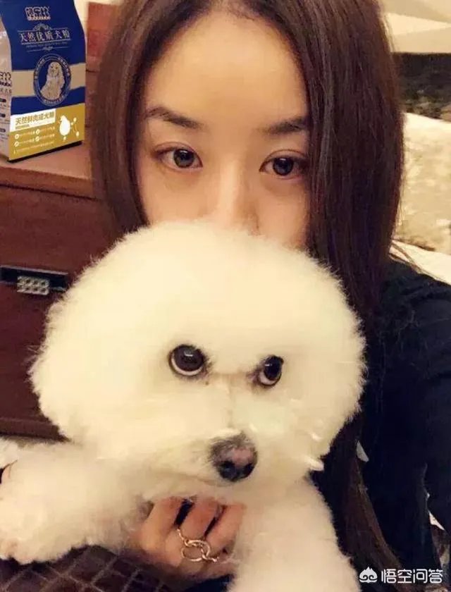 现存的狗狗有450多种，常见的有哪些呢？