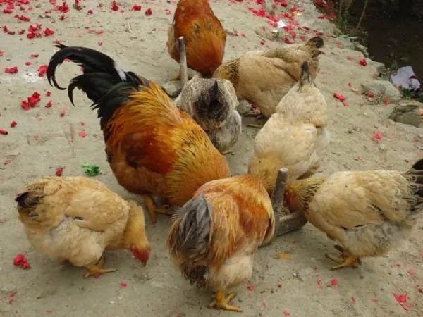 农村有什么致富的门路吗？